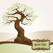 Old olive tree
