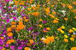 Blumenwiese