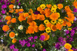 Goldmohn