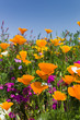 Sommerliche Blumenwiese