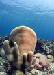 Pillar corals (Dendrogyra cylindricus) Pillar corals (Dendrogyra cylindricus)