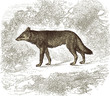 Loup