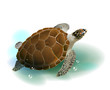 sea turtle swimming in the ocean