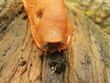 Limace orange sur souche Limace orange sur souche