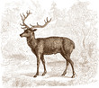 Cerf