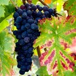 Couleurs chatoyantes du vignoble Couleurs chatoyantes du vignoble
