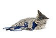 Cute tabby kitten with ball of yarn on white