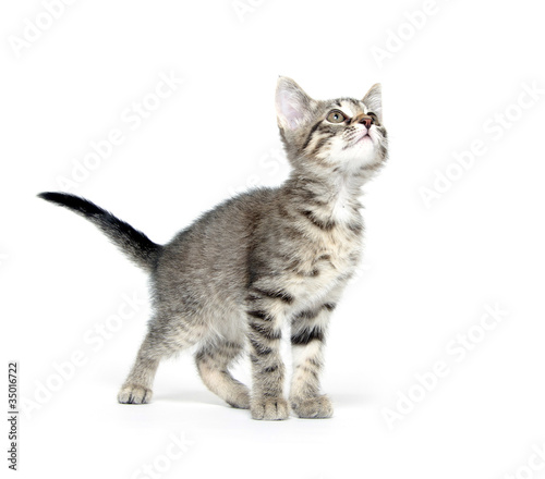 Photo: Cute tabby kitten on white Cute tabby kitten on white
