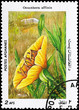 AFGHANISTAN - CIRCA 1985 Oenothera