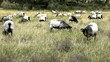 Heidschnucken in der Heide