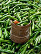 PIMENT VERT