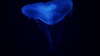 Gently moving jelly fish in glowing blue coloration
