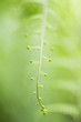 Delicate green plant stem