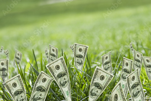 Photo: 100 dollar bills growing in grass 100 dollar bills growing in grass