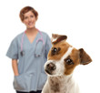 Photo: Jack Russell Terrier and Female Veterinarian Behind Jack Russell Terrier and Female Veterinarian Behind