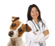 Jack Russell Terrier and Female Veterinarian Behind