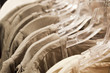 Close up of shirts hanging on coat hangers
