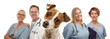 Jack Russell Terrier and Veterinarians Behind