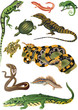 collection of reptiles and amphibians collection of reptiles and amphibians