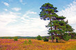 Naturpark Lüneburger Heide, HDR