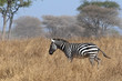 running zebra