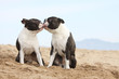 deux boston terriers s'embrassent