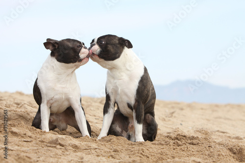 Photo: deux boston terriers s'embrassent deux boston terriers s'embrassent