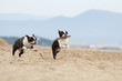 course de deux chiens sur la plage avec un bâton