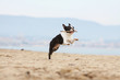 beautiful jump of the boston terrier