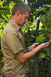 Vintner  inspecting the Cabernet sauvignon harvest