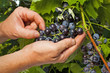 Vintner  inspecting the cabernet sauvignon harvest