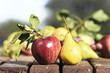 fresh fruits in the garden