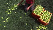 Apple heart
