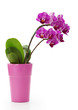 Orchid isolated on white background