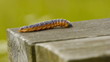 HD - Big caterpillar HD - Big caterpillar