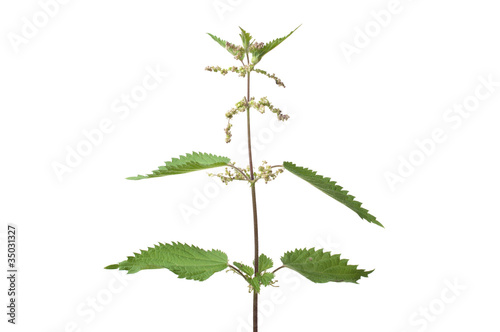 Photo: Common nettle (urtica dioica) Common nettle (urtica dioica)