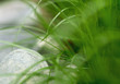 Green grass in wild conditions. Nature concept.