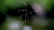 Stalk