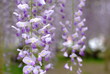 藤の花