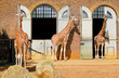 Photo: Giraffes in the London Zoo at Regent Park Giraffes in the London Zoo at Regent Park