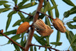 amandes