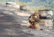 Selfish monkey