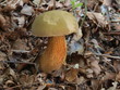 Netzstieliger Hexenröhrling - Boletus luridus Netzstieliger Hexenröhrling - Boletus luridus
