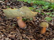 Netzstieliger Hexenröhrling - Boletus luridus Netzstieliger Hexenröhrling - Boletus luridus
