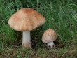 Perlpilz - Amanita rubescens Perlpilz - Amanita rubescens