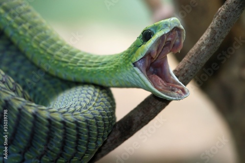 Photo: Boomslang Snake Boomslang Snake