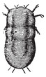 Locust mite or Astoma gryllaria vintage engraving