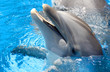 Foto: Sweet Dolphin Sweet Dolphin
