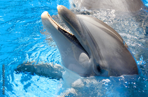 Foto: Sweet Dolphin Sweet Dolphin