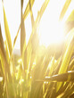 Sun shining through flax grass